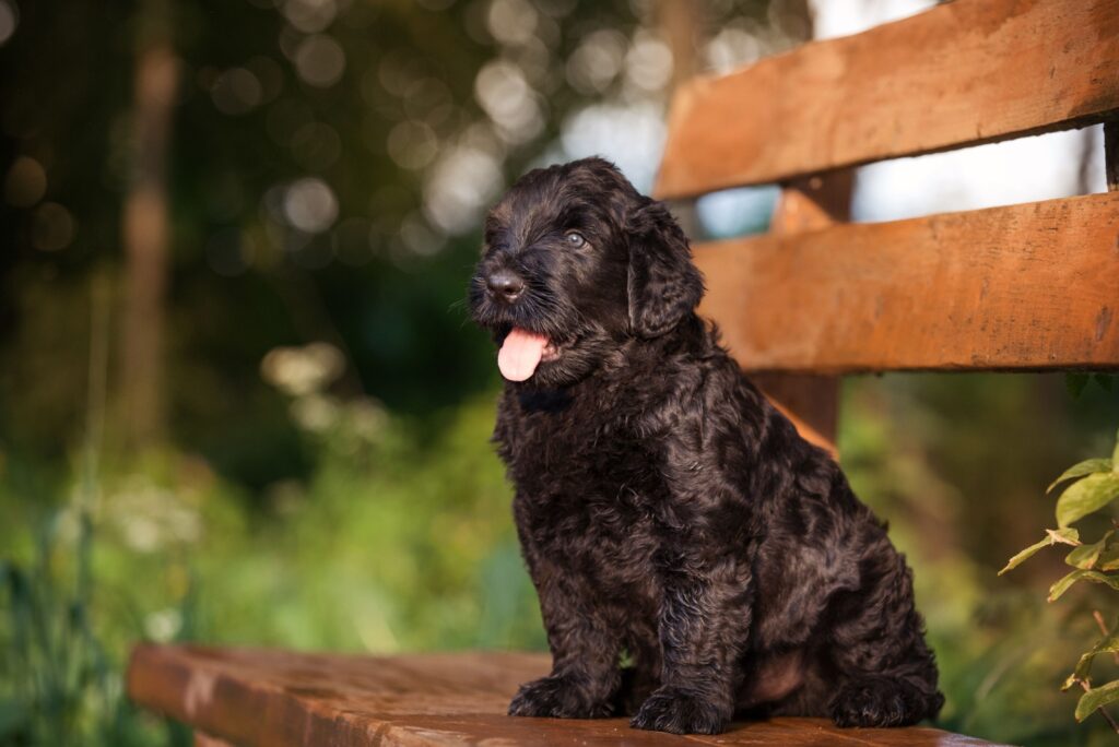 Russian Black Terrier