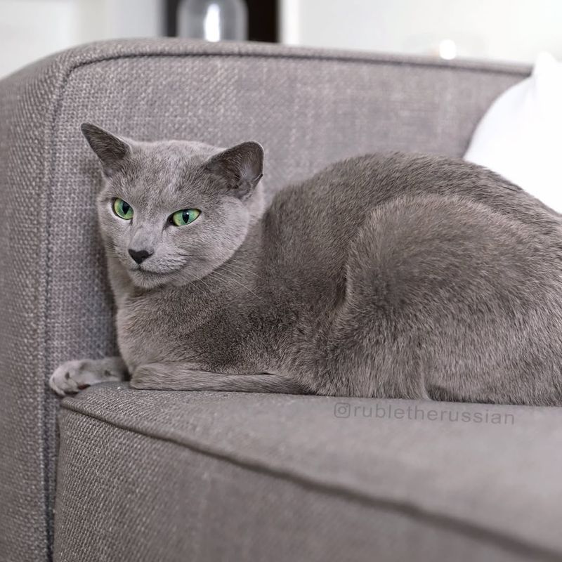 Russian Blue