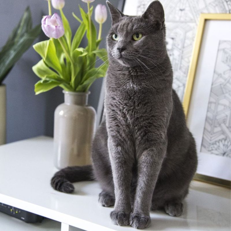 Russian Blue