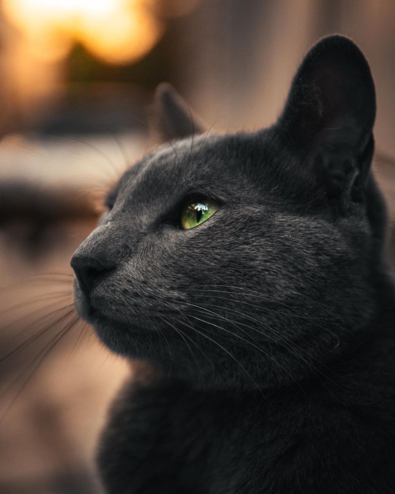 Russian Blue