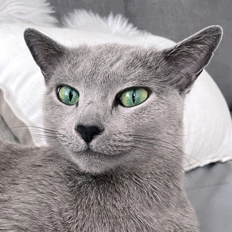 Russian Blue