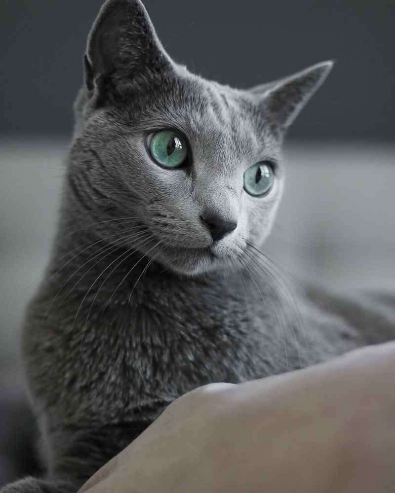 Russian Blue