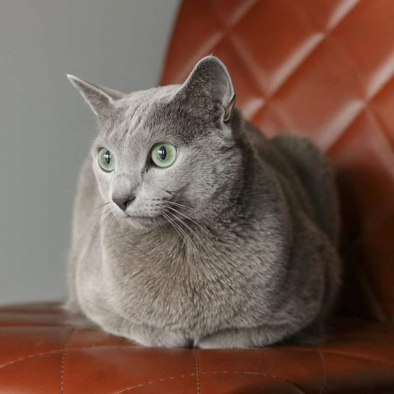 Russian Blue