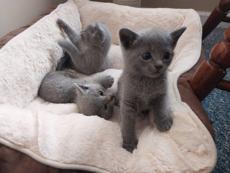 Russian Blue Kitten