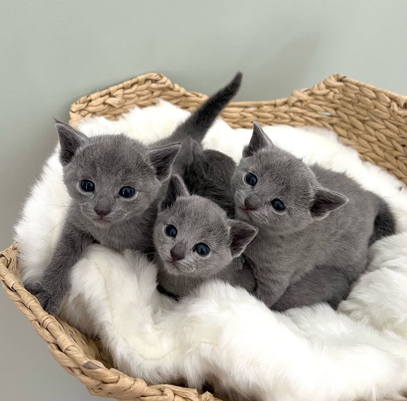 Russian Blue