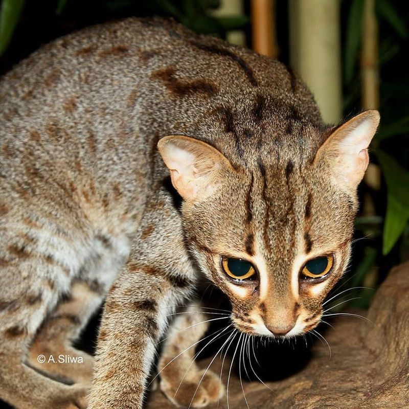 Rusty-Spotted Cat