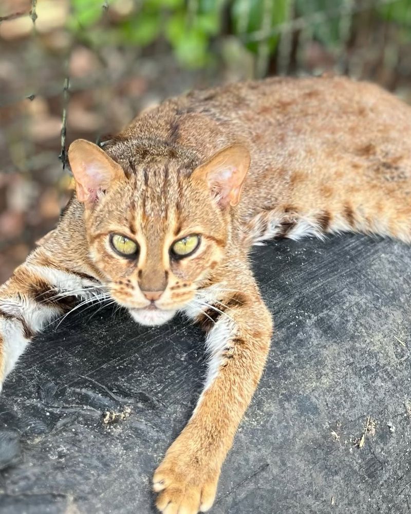 Rusty-spotted Cat