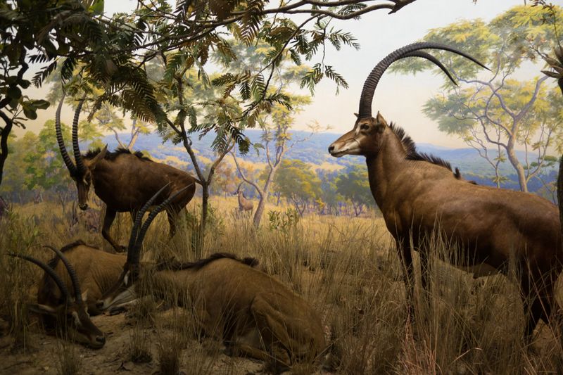 Sable Antelope