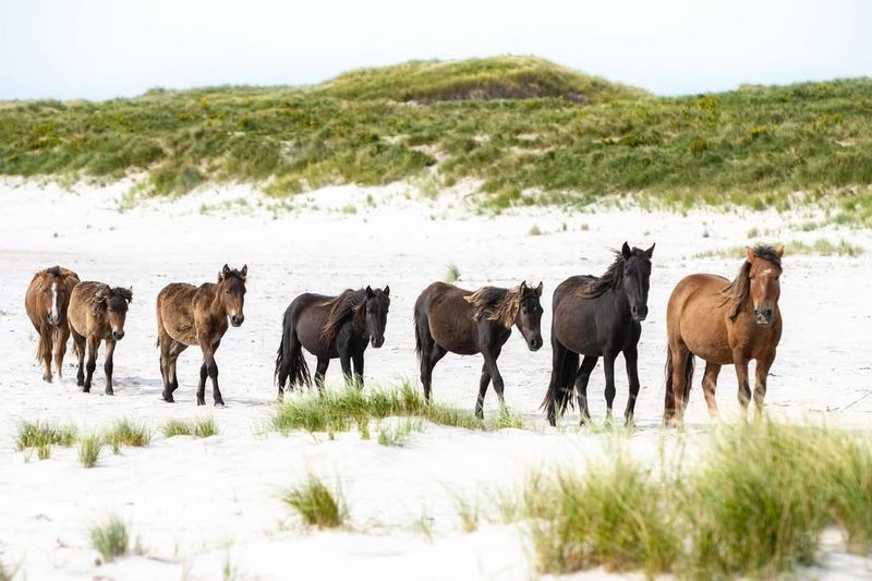 Sable Island Horses of Canada