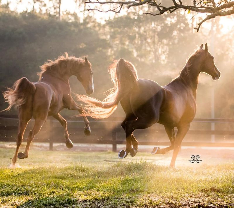 Saddlebred