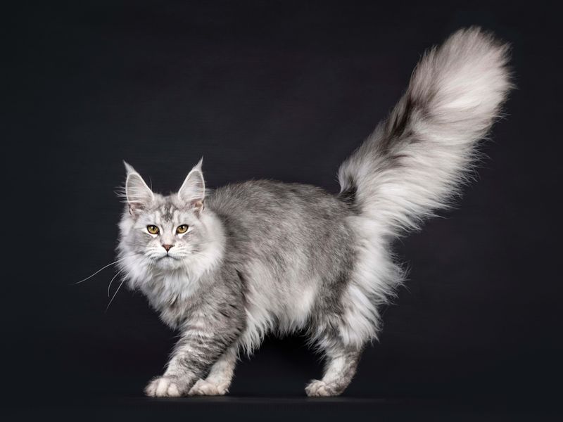 Sagittarius: Maine Coon