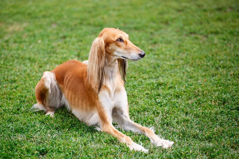 Saharan Desert Hound