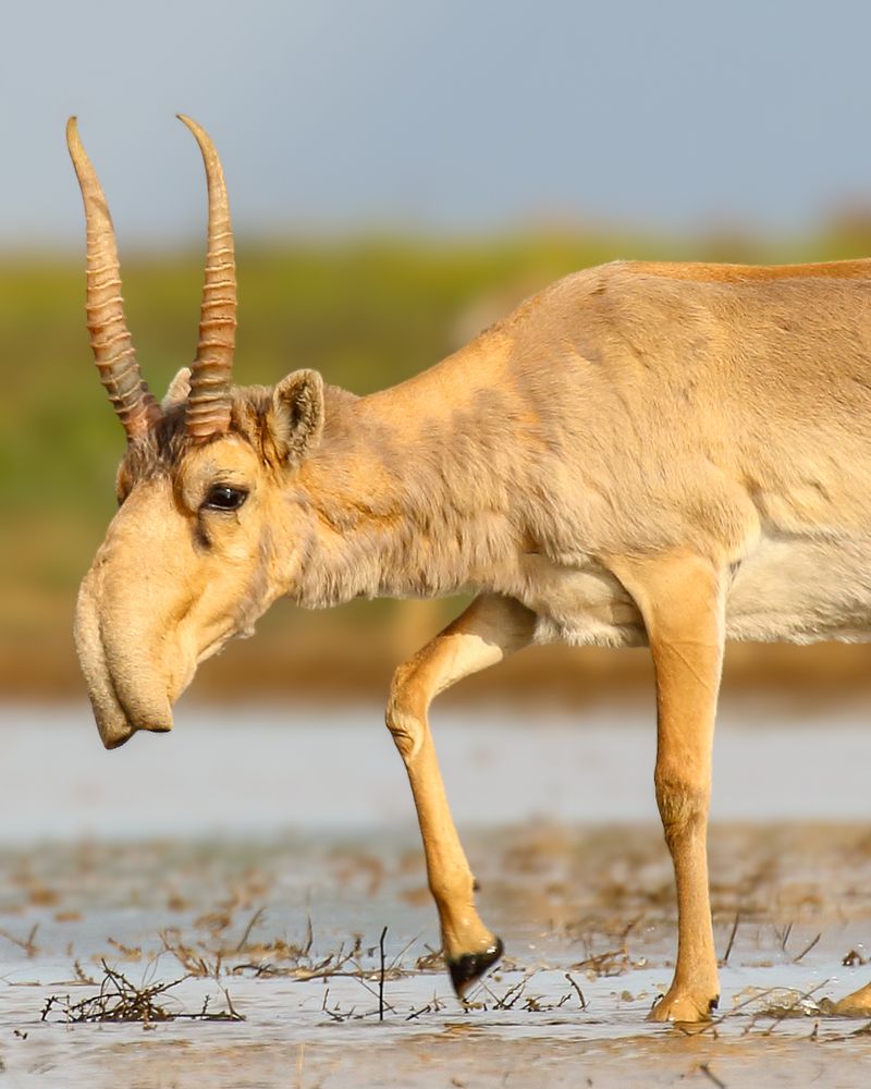 Saiga Antelope