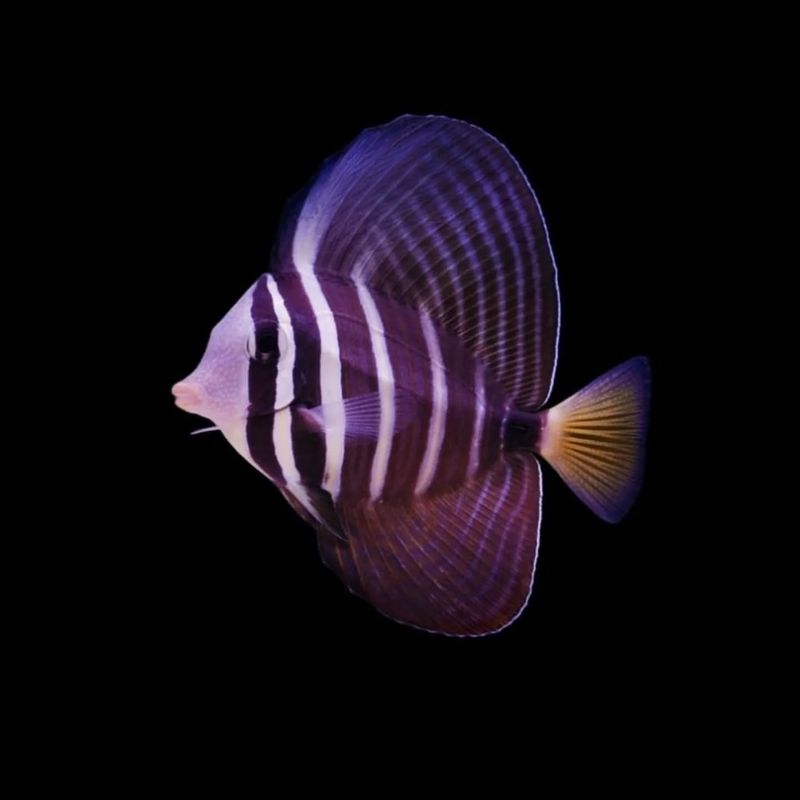 Sailfin Tang