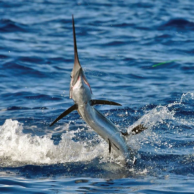 Sailfish