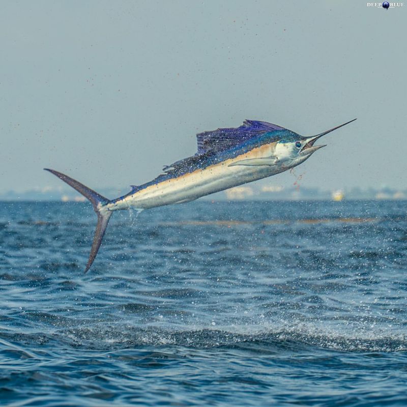 Sailfish