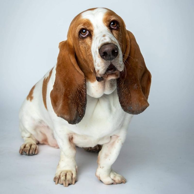 Basset Hound