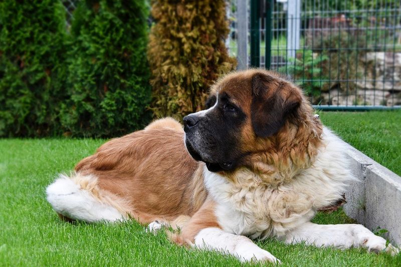 Saint Bernard