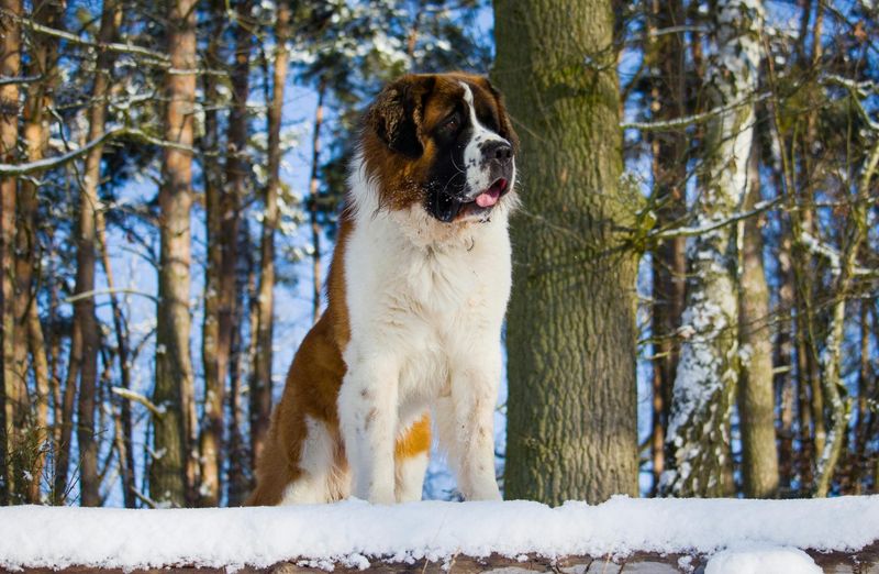 Saint Bernard