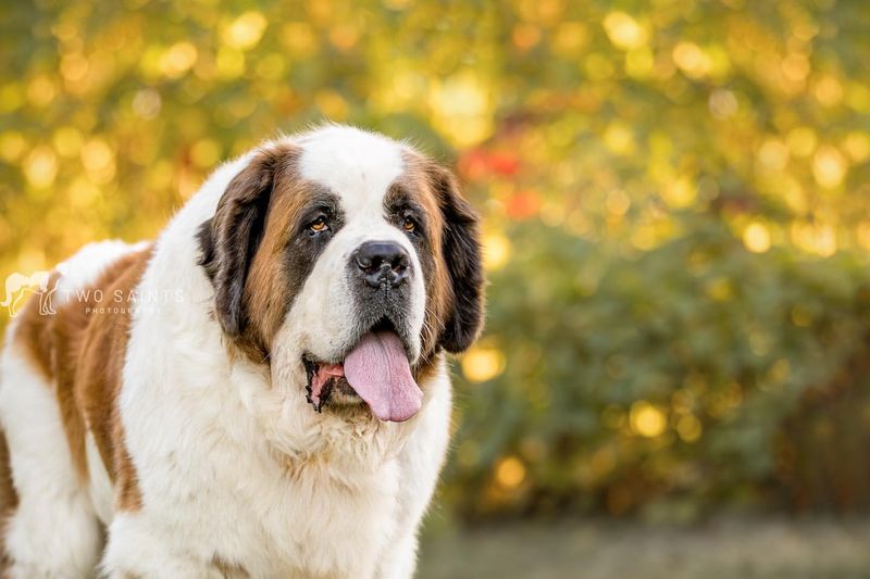 Saint Bernard