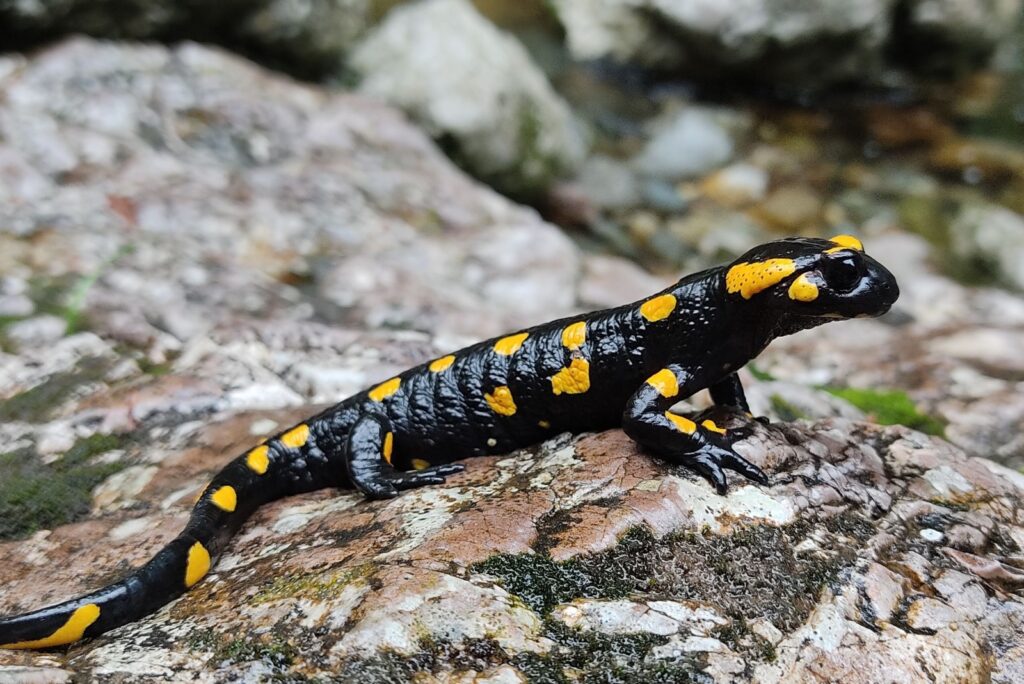Salamander