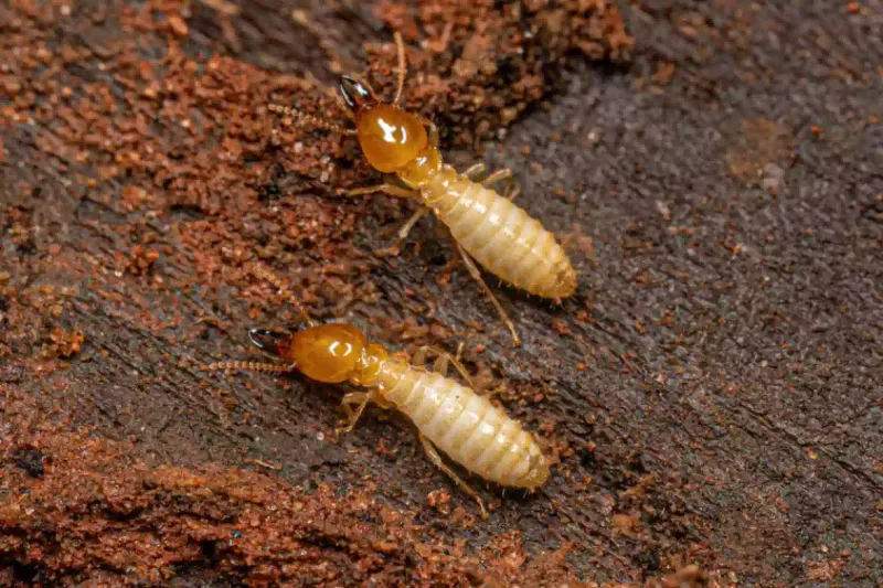 Termites