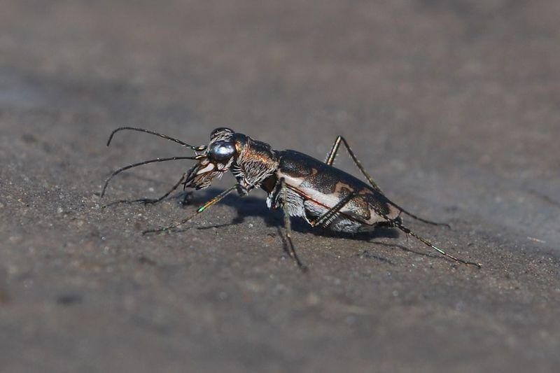 Salt Creek Tiger Beetle