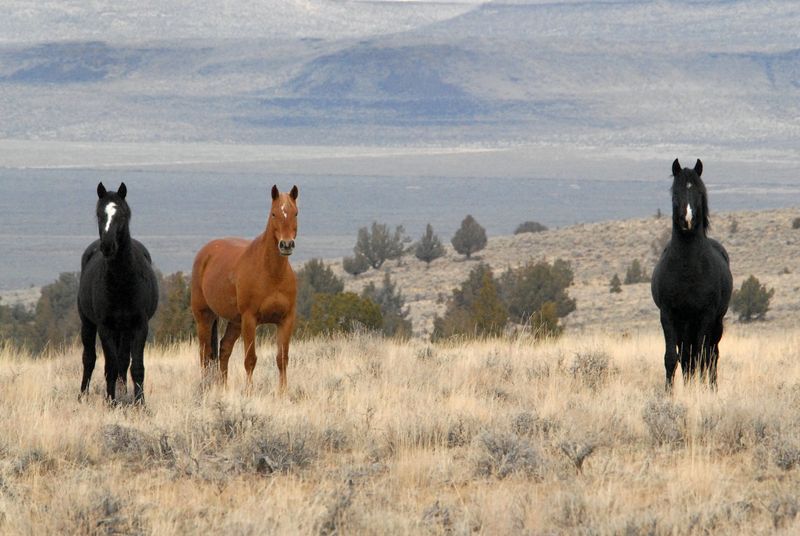 Kiger Mustang Herd, Oregon