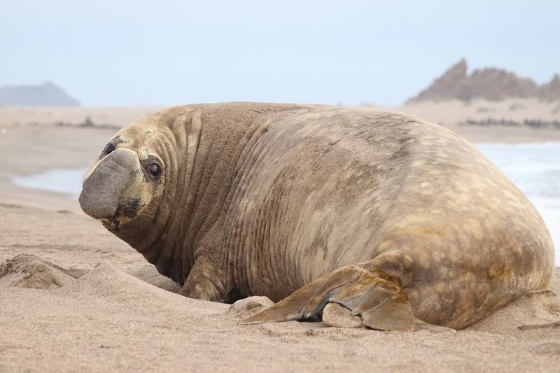 Elephant Seal