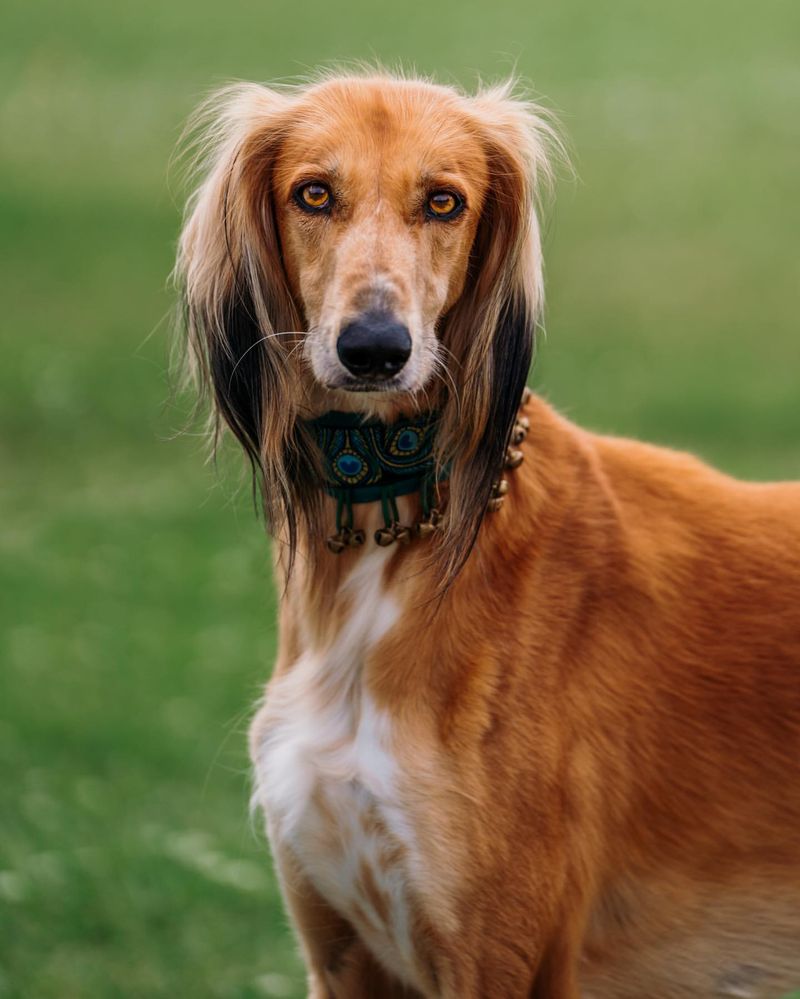 Saluki