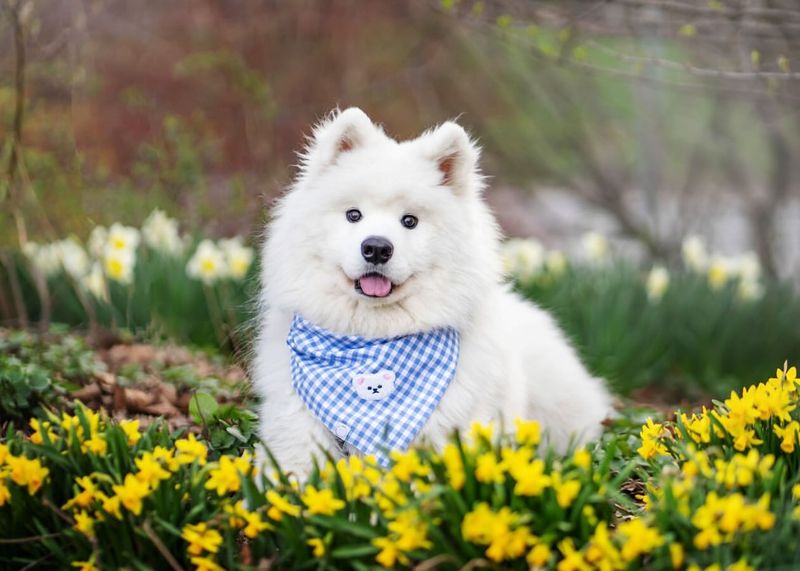 Samoyed