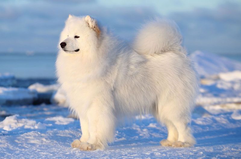 Samoyed