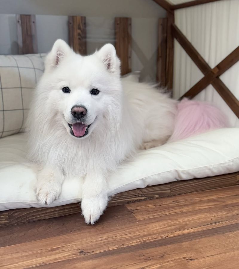 Samoyed