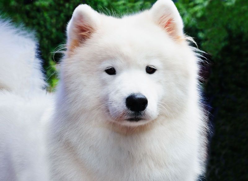 Samoyed