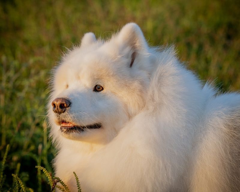 Samoyed