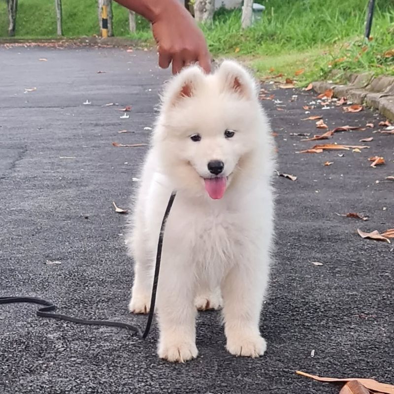 Samoyed Puppy