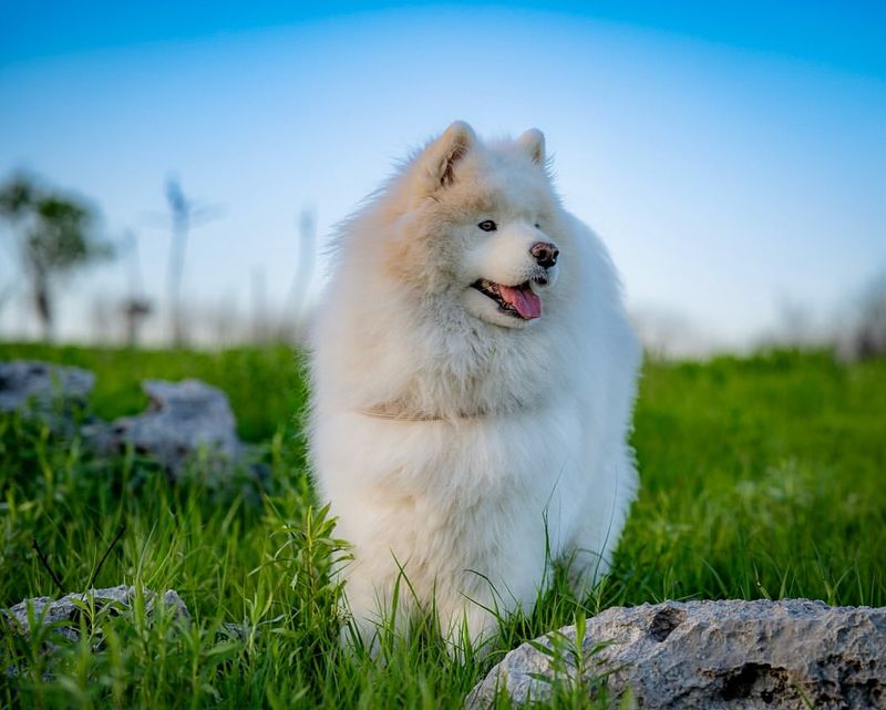 Samoyed