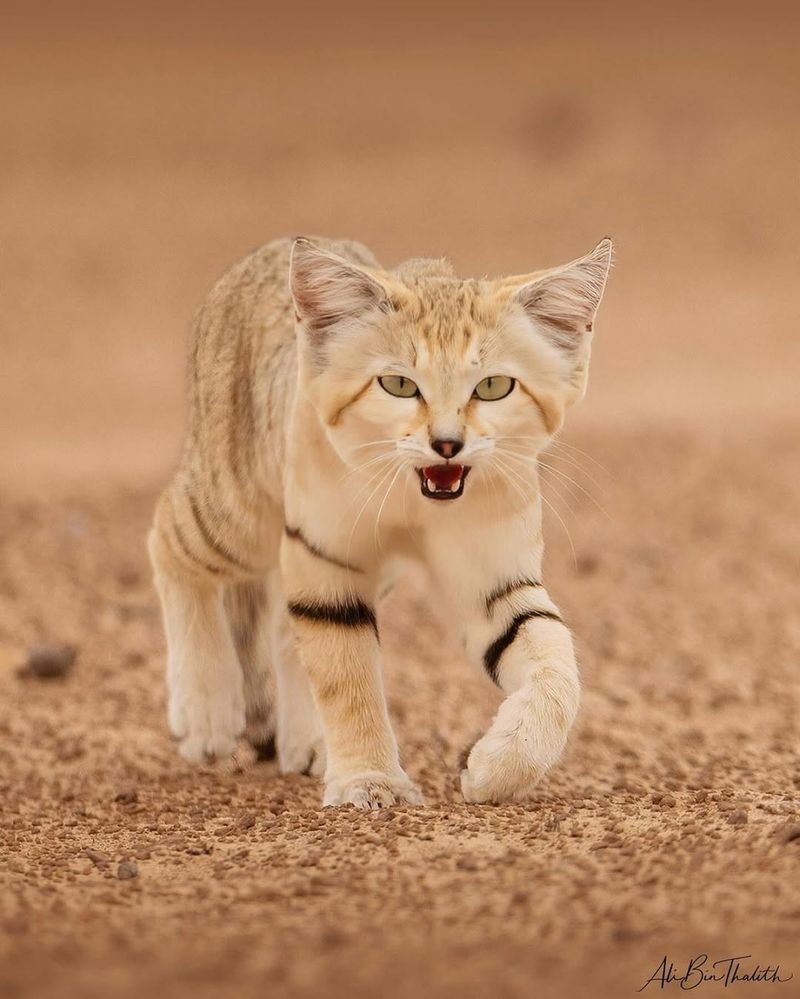 Sand Cat