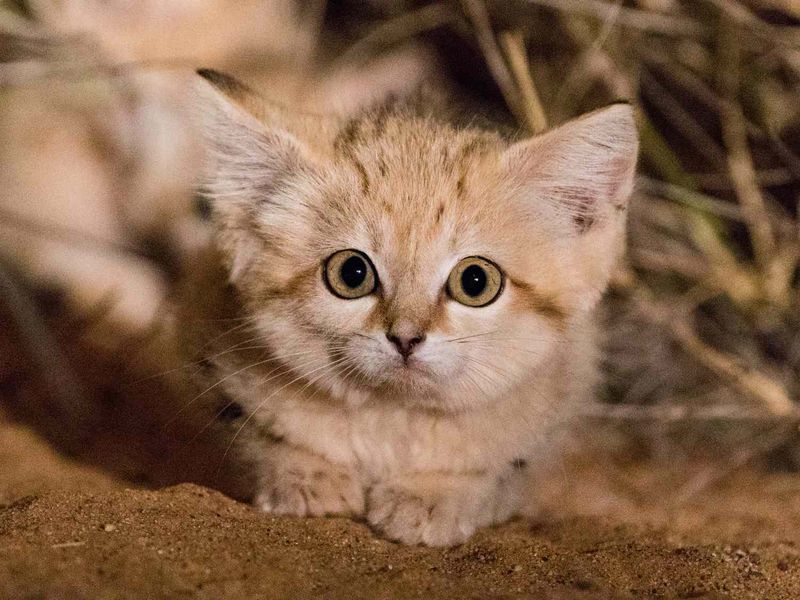 Sand Cat