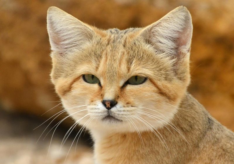 Sand Cat