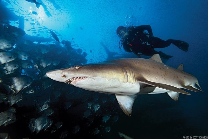 Sand Tiger Shark