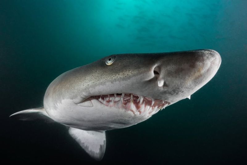 Sand Tiger Shark