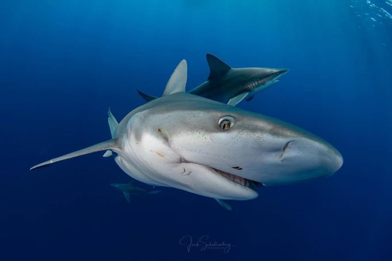 Sandbar Shark