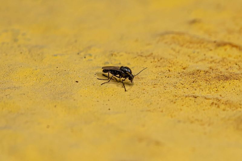 Sandflies (Biting Midges Or No-See-Ums)