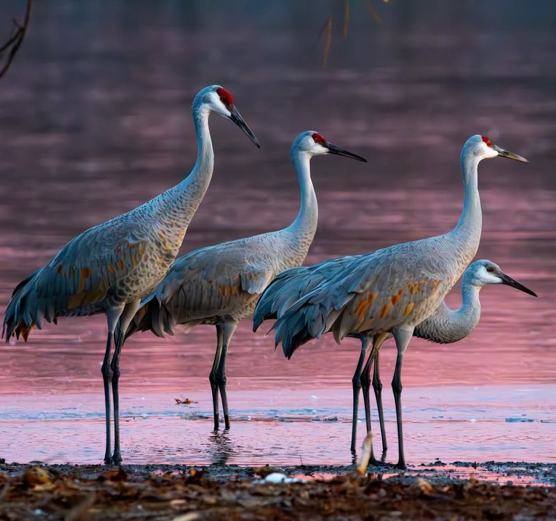 Sandhill Crane