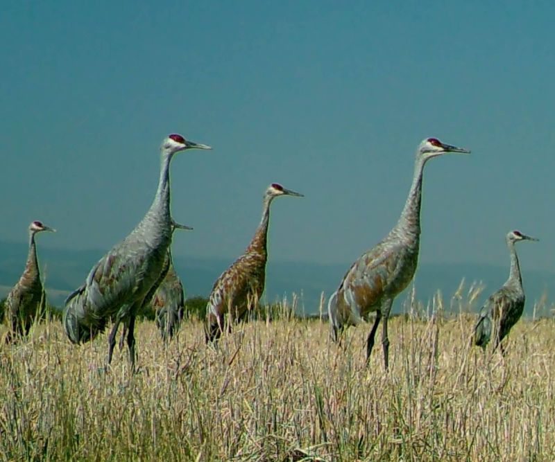 Sandhill Crane in Idaho