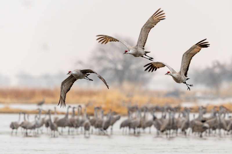 Sandhill Crane in Nebraska