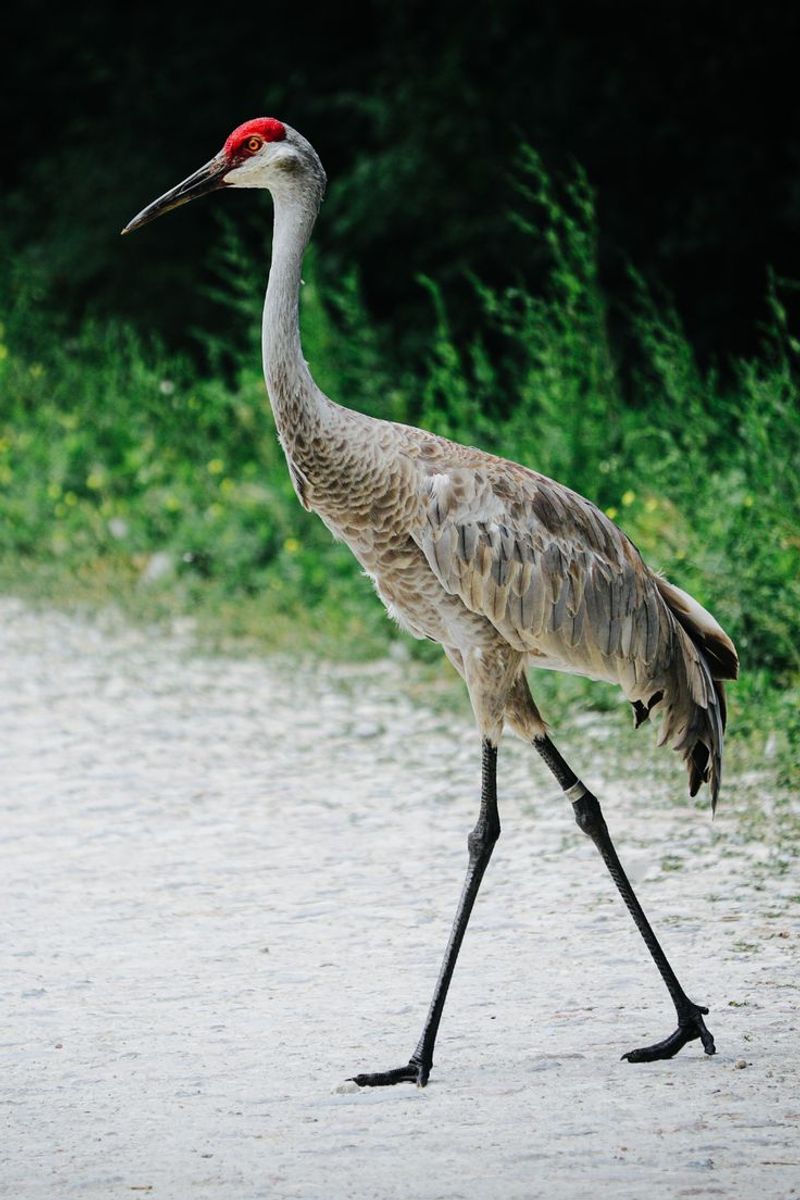 Sandhill Crane