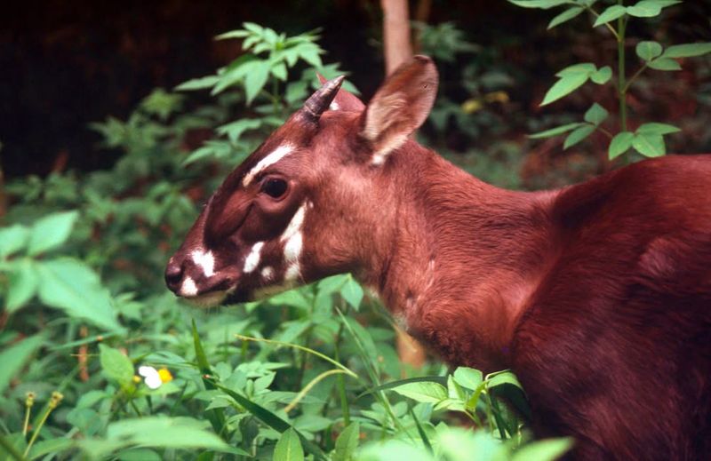 Saola