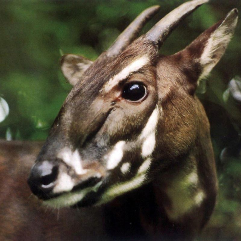 Saola